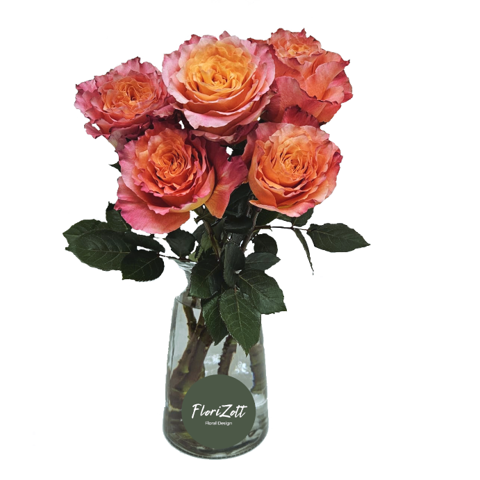 Rose Ecuador 5 FZSka Rosen Ecuador