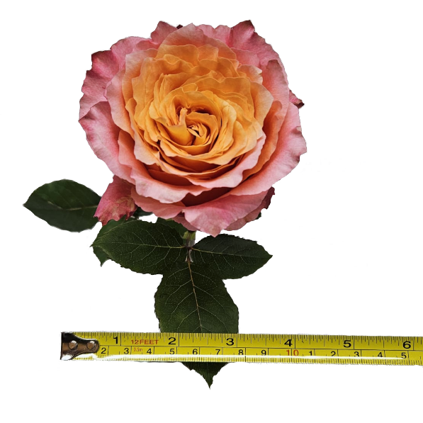 Rose Ecuador FZSka Rosen Ecuador