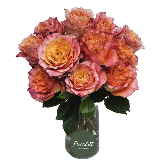 Rosen Ecuador 10 St FZSka Rosen Ecuador