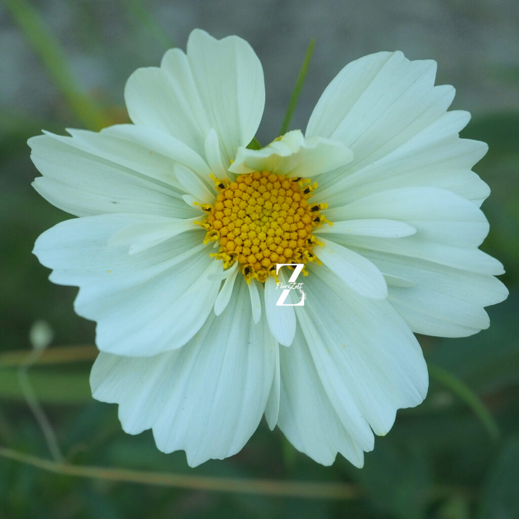 Schmuckkörbchen 'Fizzy White' - Samen