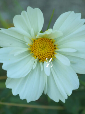 Schmuckkörbchen 'Fizzy White' - Samen