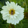 Cosmos Fizzy White - FZSka P1010830 Schmuckkörbchen 'Fizzy White' - Samen
