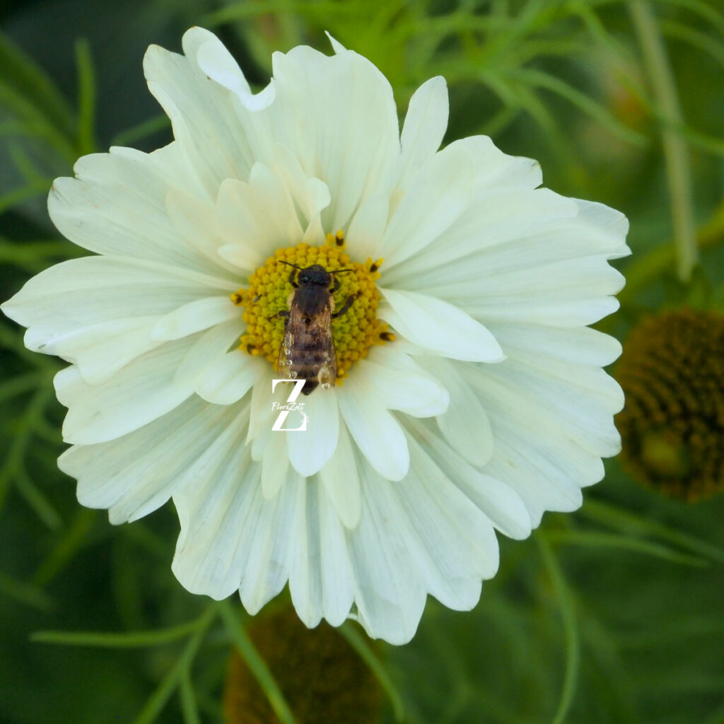 Cosmos Fizzy White - FZSka P1010830 Schmuckkörbchen 'Fizzy White' - Samen