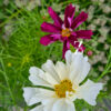Cosmos bipinnatus 'Double Click Mixture' - 20 Samen - einjährig