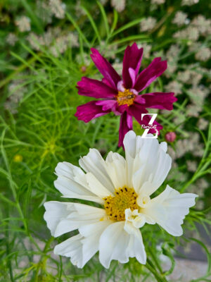 Cosmos bipinnatus 'Double Click Mixture' - 20 Samen - einjährig