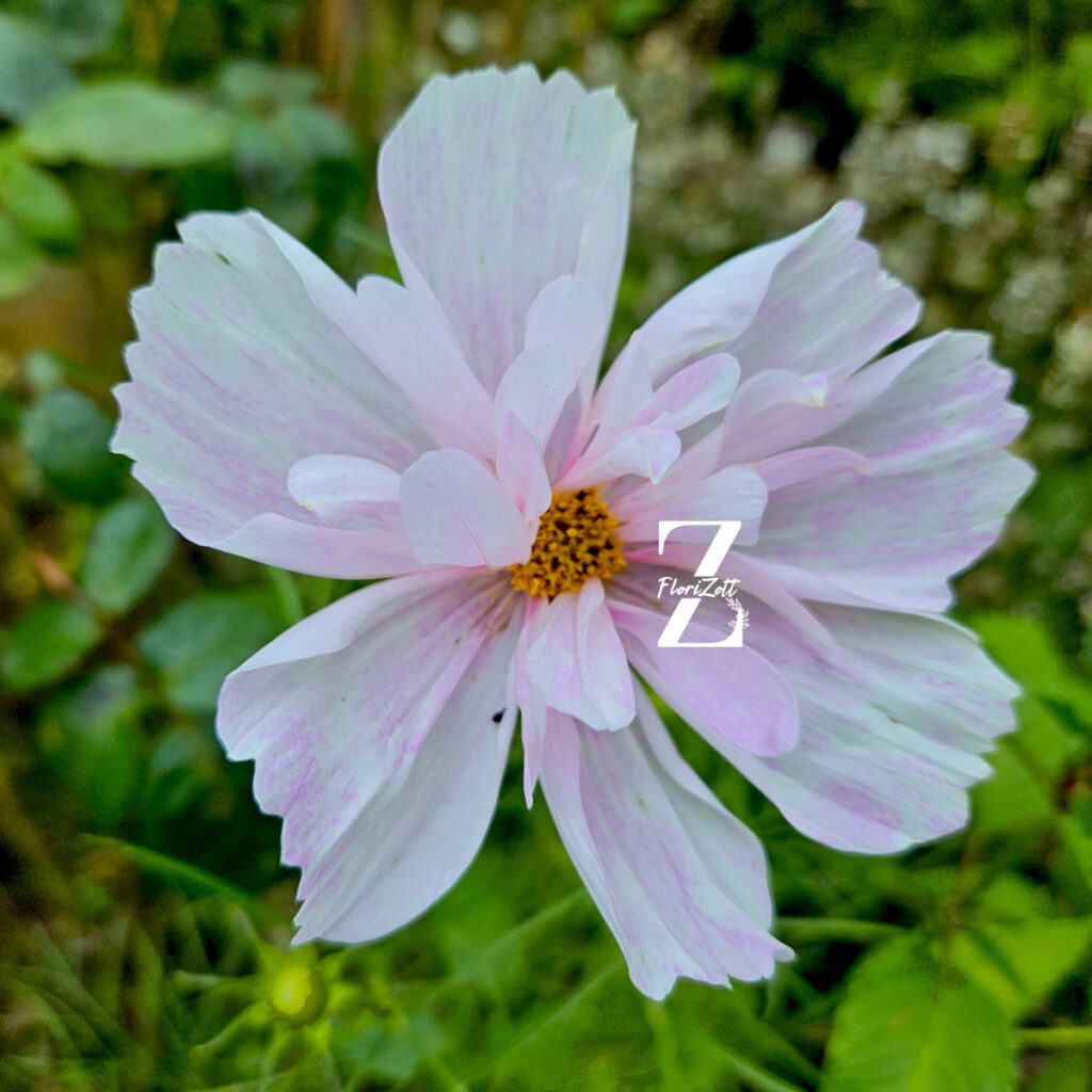 Cosmos bipinnatus 'Double Click Mixture' - 20 Samen - einjährig