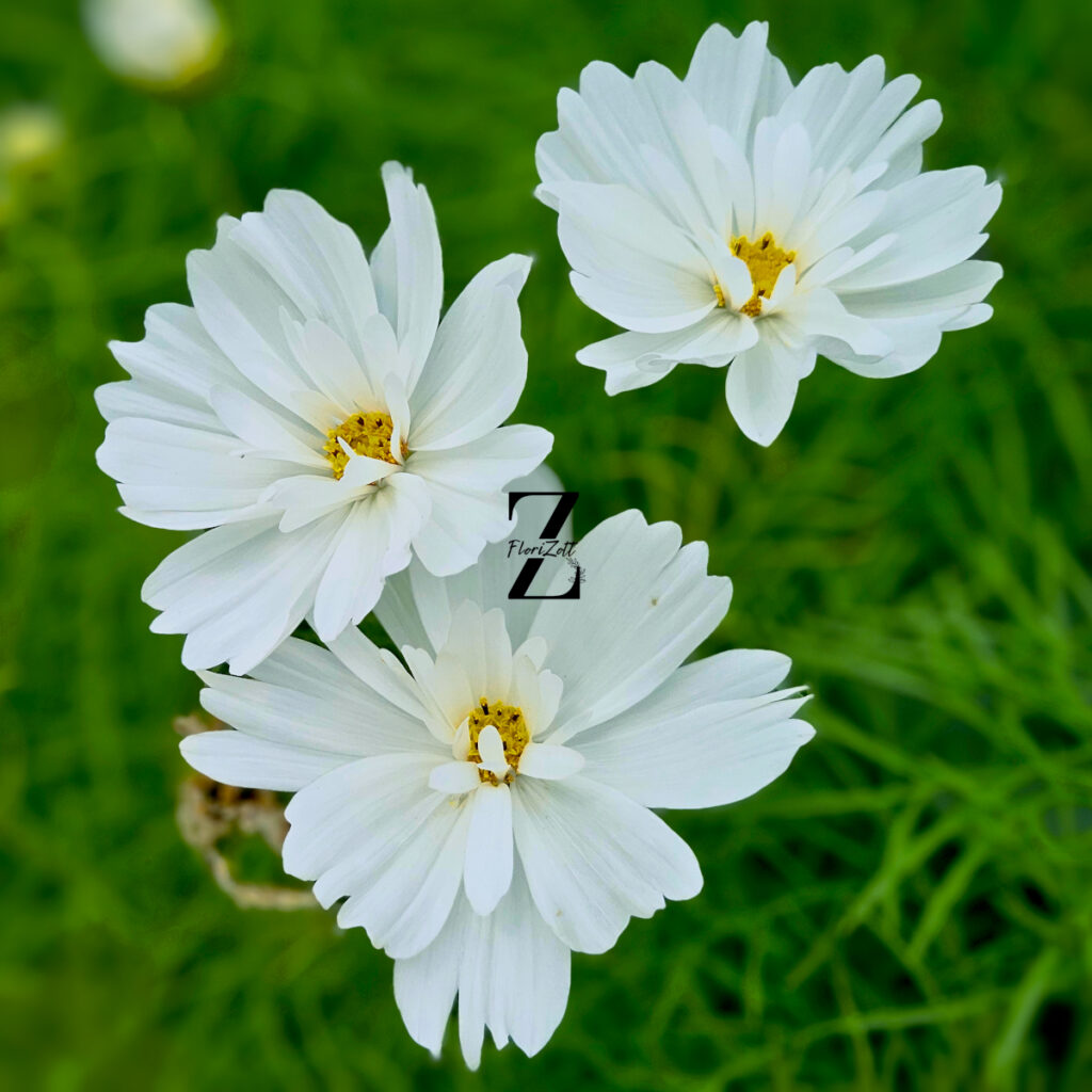 Cosmos bipinnatus 'Fizzy White' - 20 Samen - einjährig