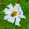 Cosmos bipinnatus 'Double Click Mixture' - 20 Samen - einjährig