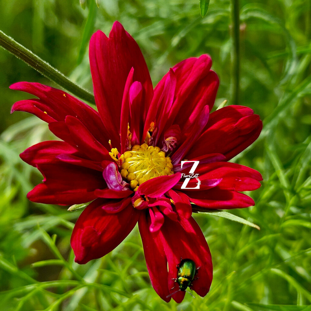 Cosmos bipinnatus 'Double Click Mixture' - 20 Samen - einjährig