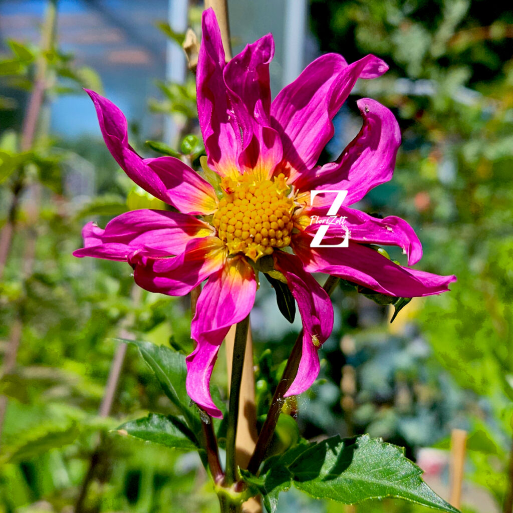 Dahlien 'Dwarf Cactus' - Samen