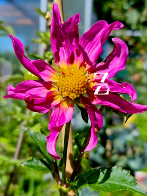 Dahlia variabilis 'Dwarf Cactus - Mix' - 10 Samen