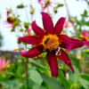 Dahlia variabilis 'Dwarf Cactus - Mix' - 10 Samen