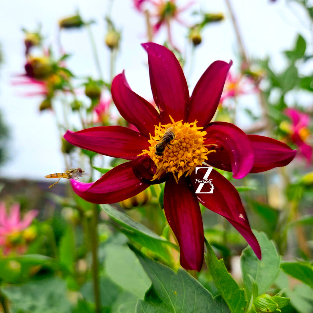 Dahlia variabilis 'Dwarf Cactus - Mix' - 10 Samen