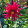Dahlia variabilis 'Dwarf Cactus - Mix' - 10 Samen