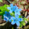 Tweedia (Oxypetalum) – 5 Samen