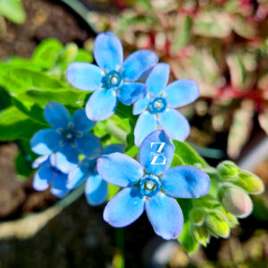 Tweedia (Oxypetalum) – 5 Samen