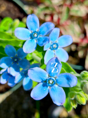 Tweedia (Oxypetalum) – 5 Samen