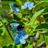 Tweedia (Oxypetalum) – 5 Samen