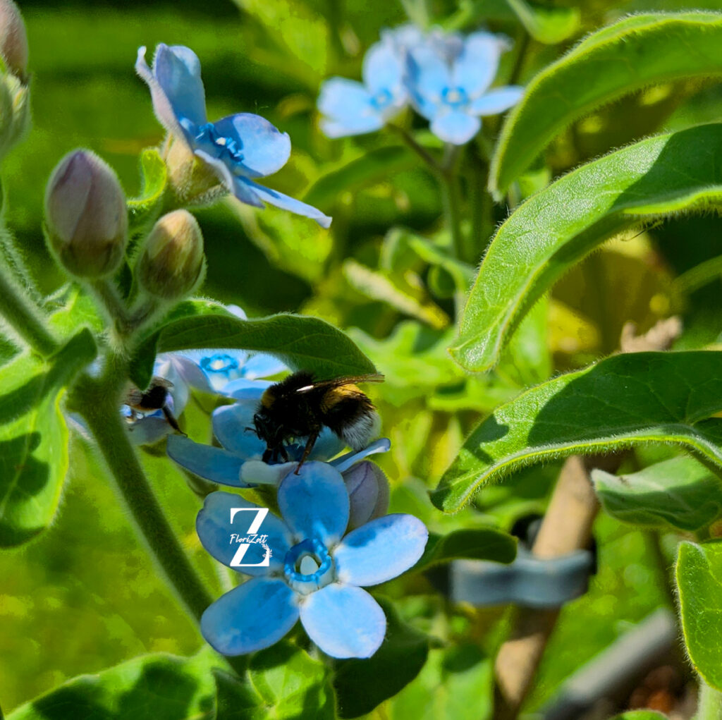 Tweedia (Oxypetalum) – 5 Samen