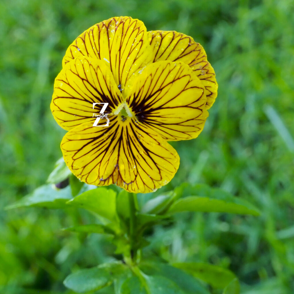 Viola - Tiger Eye - FZSkaP1010885 Hornveilchen 'Tiger Eye' Yellow - Samen