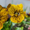 Hornveilchen/ Viola 'Tiger Eye' - Yellow - (20 Samen)