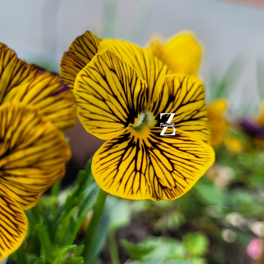 Hornveilchen/ Viola 'Tiger Eye' - Yellow - (20 Samen)