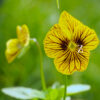 Viola - Tiger Eye Yellow - FZSka P8150855 Hornveilchen 'Tiger Eye' Yellow - Samen
