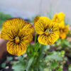 Hornveilchen/ Viola 'Tiger Eye' - Yellow - (20 Samen)