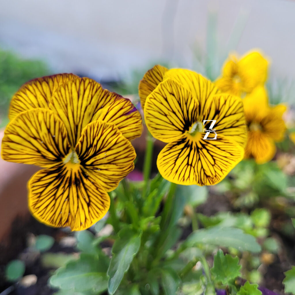 Hornveilchen/ Viola 'Tiger Eye' - Yellow - (20 Samen)