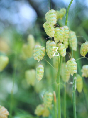 Zittergras (minor) - Samen