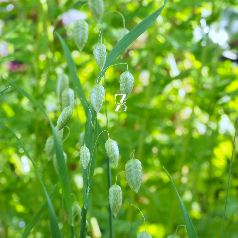 Zittergras (minor) - Samen