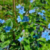 Tweedia (Oxypetalum) – 5 Samen