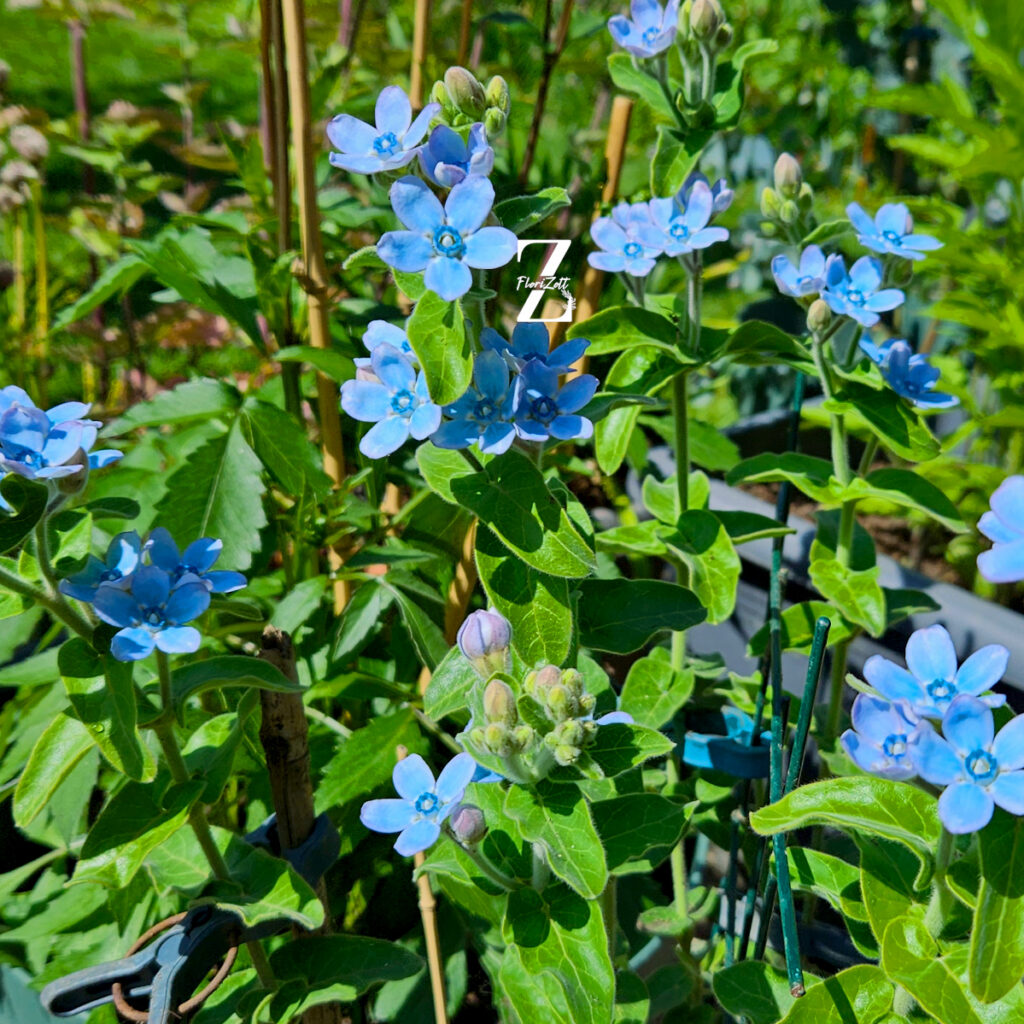 Tweedia (Oxypetalum) – 5 Samen