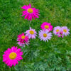 Tanacetum Robinson's Mix – Bunte Margerite - 50 Samen