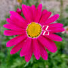 Tanacetum Robinson's Mix – Bunte Margerite - 50 Samen
