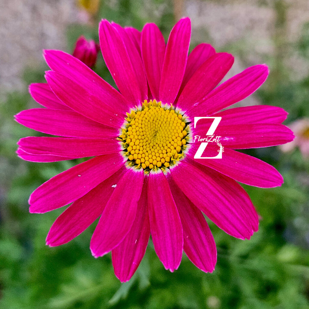 Tanacetum Robinson's Mix – Bunte Margerite - 50 Samen
