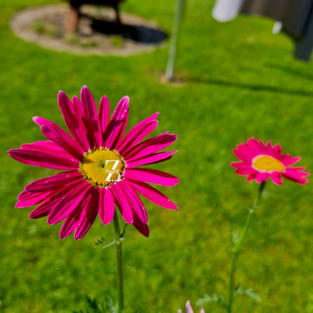 Tanacetum Robinson's Mix – Bunte Margerite - 50 Samen