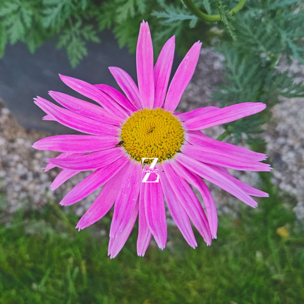 Tanacetum Robinson's Mix – Bunte Margerite - 50 Samen