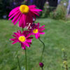 Tanacetum Robinson's Mix – Bunte Margerite - 50 Samen