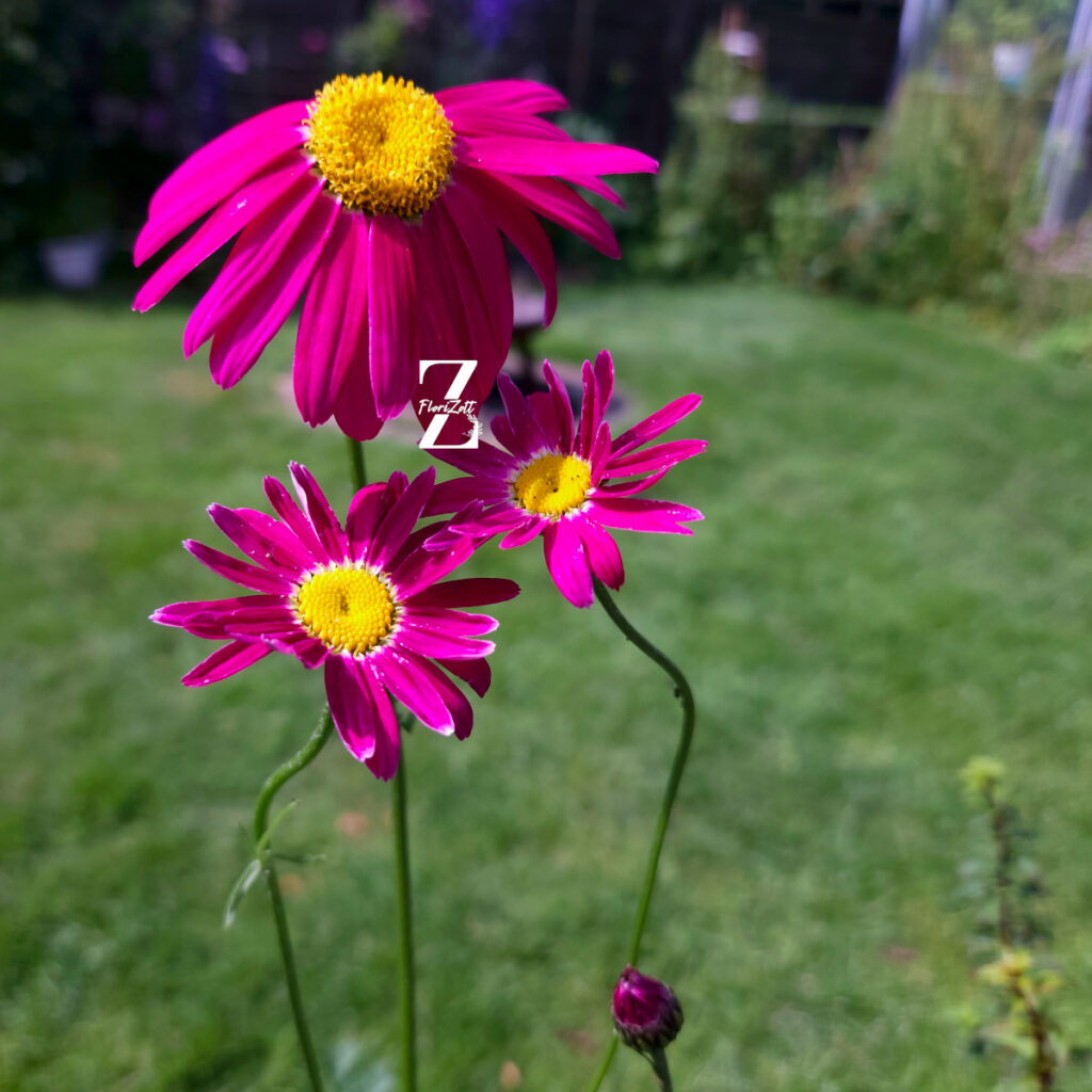 Tanacetum Robinson's Mix – Bunte Margerite - 50 Samen