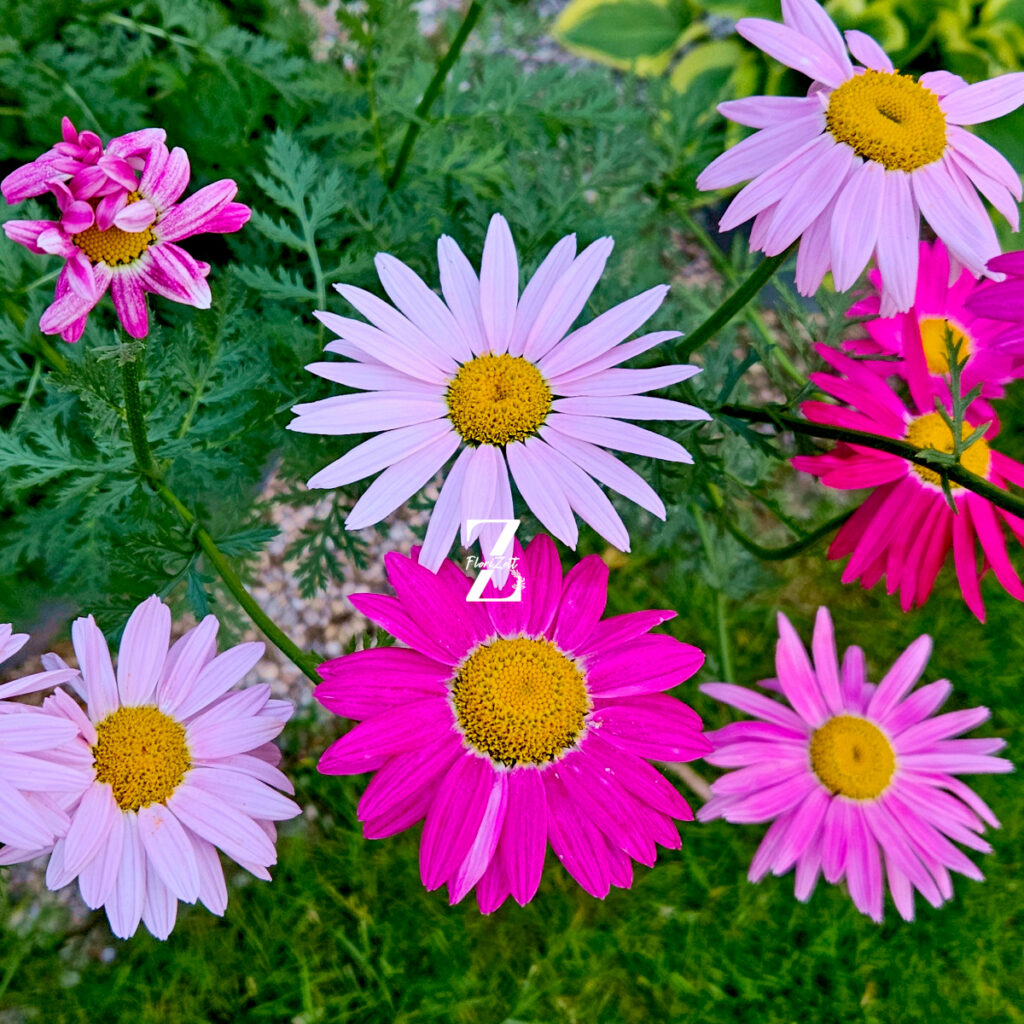 Tanacetum Robinson's Mix – Bunte Margerite - 50 Samen
