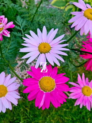 Tanacetum Robinson's Mix – Bunte Margerite - 50 Samen
