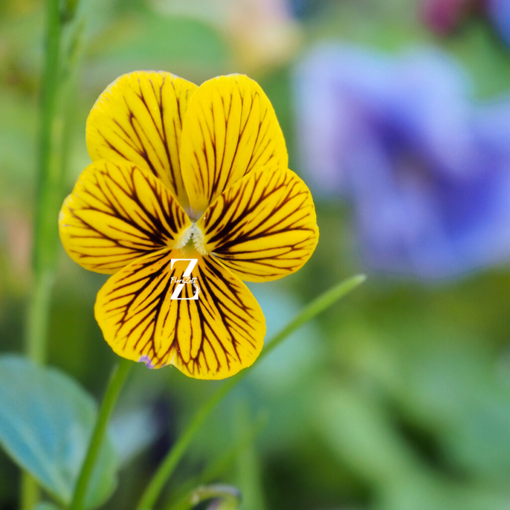 Hornveilchen 'Tiger Eye' - Samen