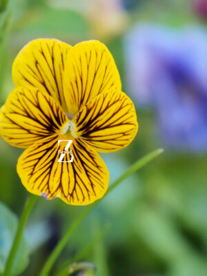 Hornveilchen 'Tiger Eye' - Samen