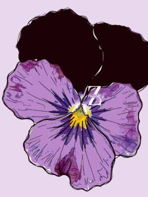 Hornveilchen 'Black Jum up' - Samen