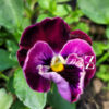 Hornveilchen/ Viola 'Frizzle.S Raspepberry' - (20 Samen)