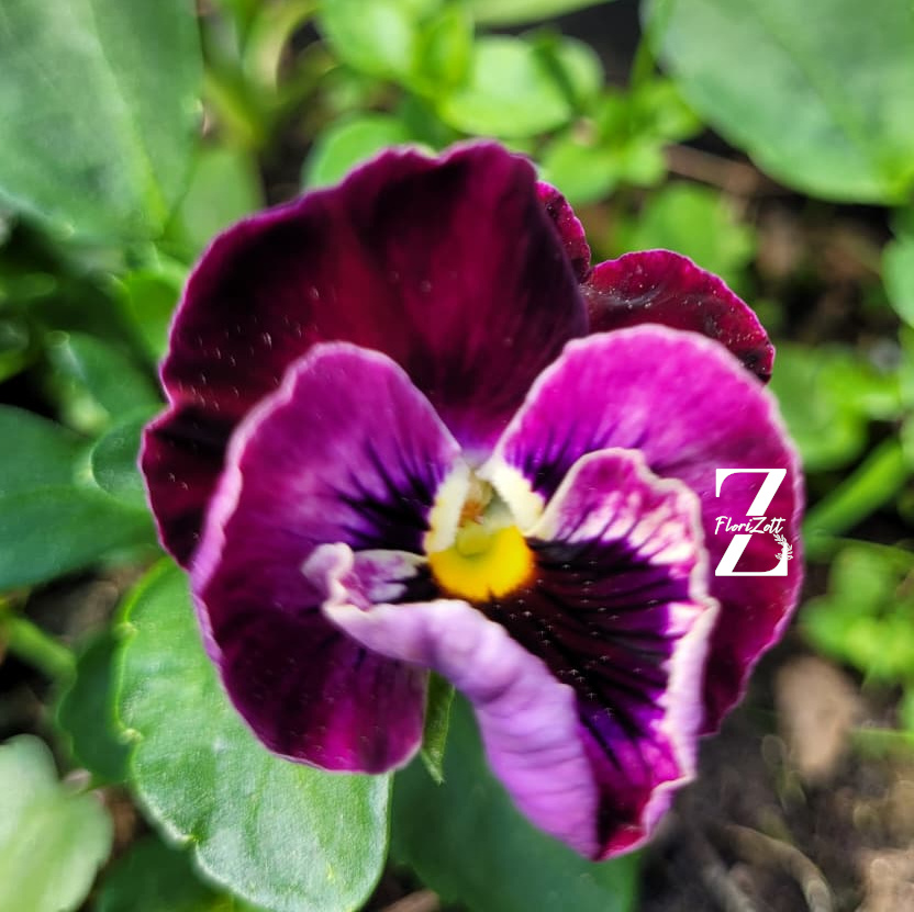 Hornveilchen/ Viola 'Frizzle.S Raspepberry' - (20 Samen)