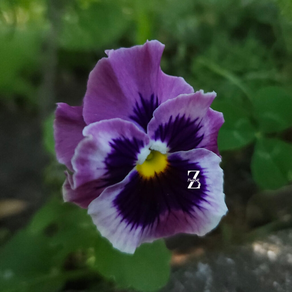 Hornveilchen/ Viola 'Frizzle.S Raspepberry' - (20 Samen)