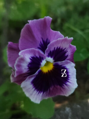 Hornveilchen/ Viola 'Frizzle.S Raspepberry' - (20 Samen)