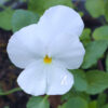 Viola Nature White - FZSka P9111441 Hornveilchen 'Nature White' - Samen